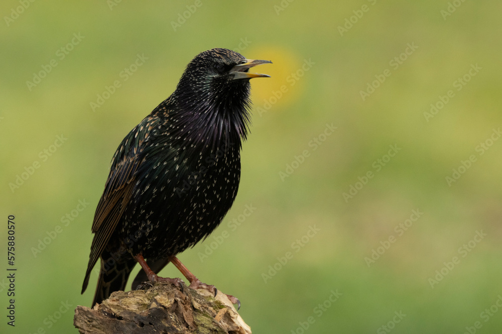 Star (Sturnus vulgaris) Star (Sturnus vulgaris)