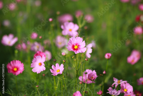 little bee with flowers in the park