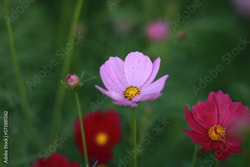 little bee with flowers in the park