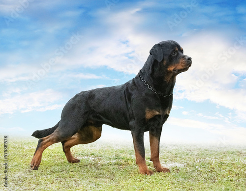 puppy rottweiler in nature