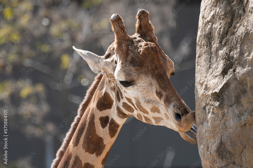 Obraz premium キリンの顔