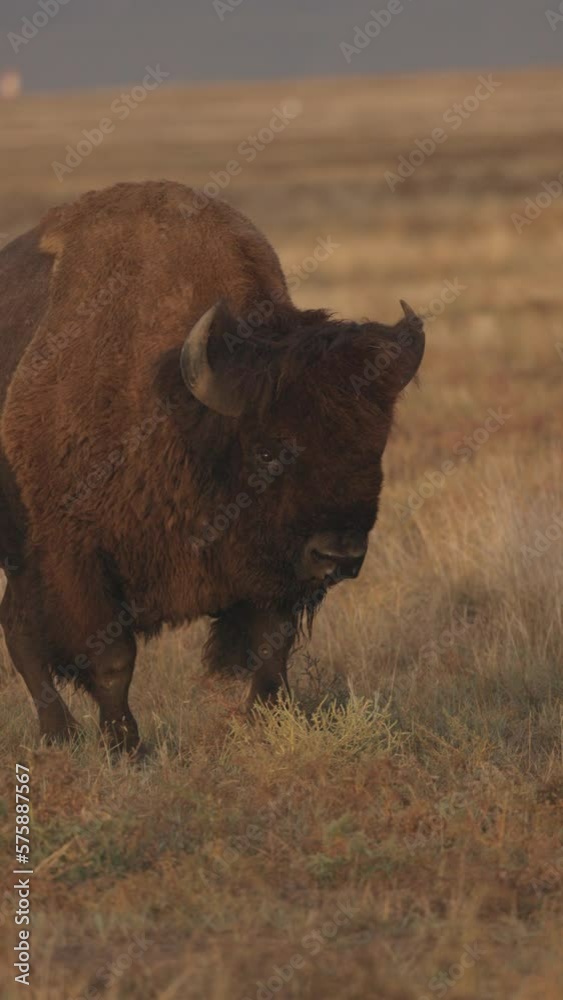 Slow Motion Shot Of American Bison Walking On Dry Grassy Field - Commerce City, Colorado Slow Motion Shot Of American Bison Walking On Dry Grassy Field - Commerce City, Colorado