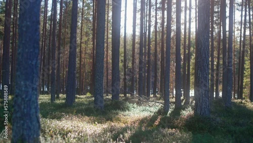 peaceful forrest scene with warm sunlight through trees photo