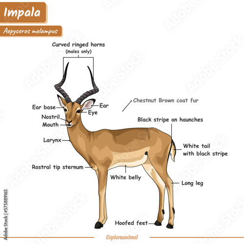 Anatomy of an impala