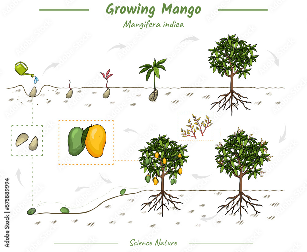 Mango Plant Growth Stages Infographic Elements Stock Vector Adobe Stock mango-plant-growth-stages-infographic-elements-stock-vector-adobe-stock