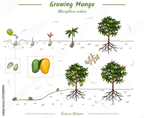 Mango plant growth stages infographic elements
