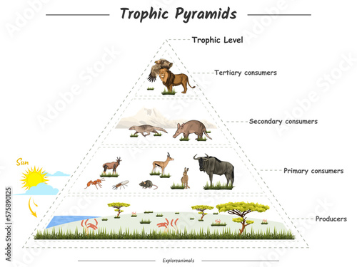 Trophic pyramid in savanna photo