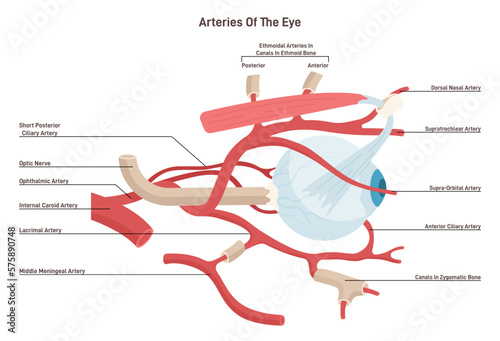 Human eye arteries. Ophthalmic artery and a central retinal artery. photo