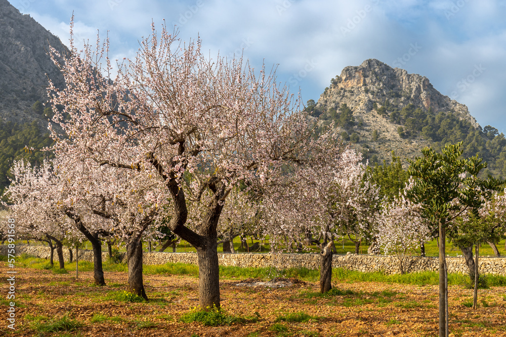 Blossoming almond trees in Serra de Tramuntana mountain region in Majorca, Mallorca, Balearic Islands, Spain, Europe Blossoming almond trees in Serra de Tramuntana mountain region in Majorca, Mallorca, Balearic Islands, Spain, Europe