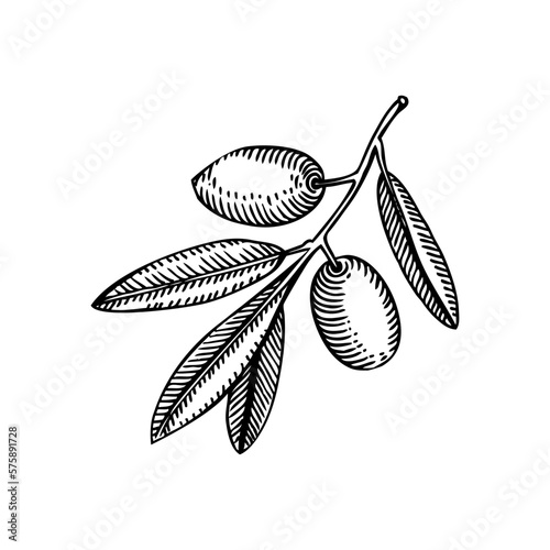 Decorative  olive tree branch with leaves and fruit illustration isolated on white background. Olive tree twigs drawings in vintage engraved style. Vector food illustration for oil packaging design