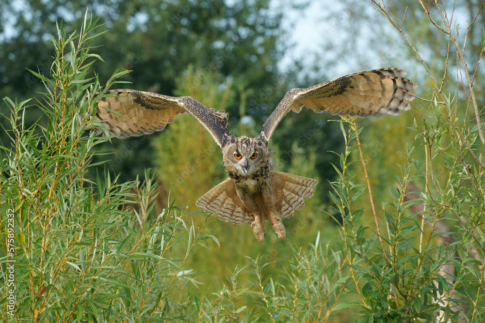 Fototapeta premium A portrait of an adult Eurasian Eagle Owl flying through treetops 