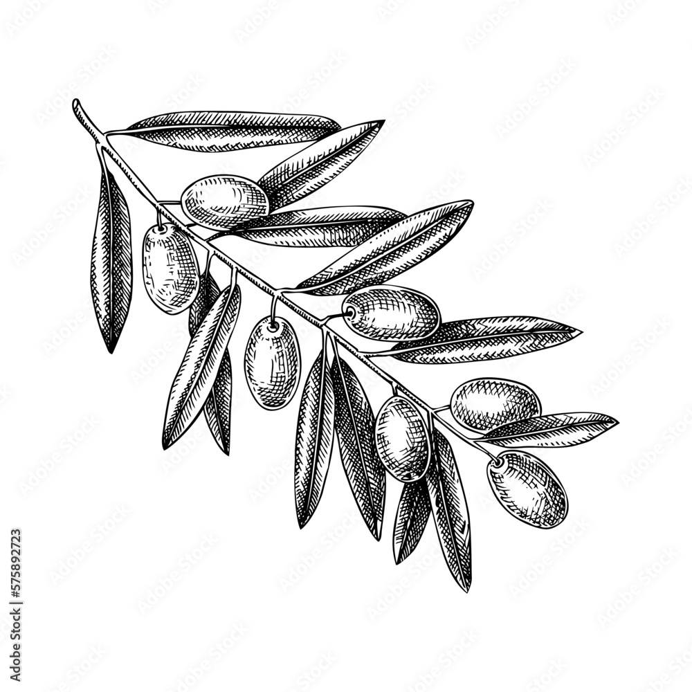 Hand drawn olive tree branch with leaves and fruit sketch isolated on ...
