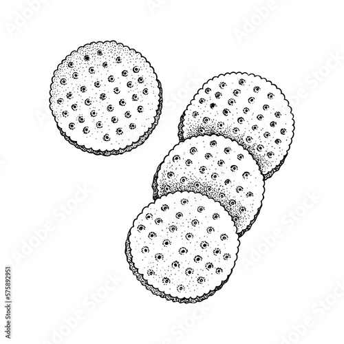 Crunchy cracker cookies vector illustrations set. Delicious biscuits sketches for finger food or desserts design elements. Dry snacks isolated on white background. Healthy homemade pastries drawings