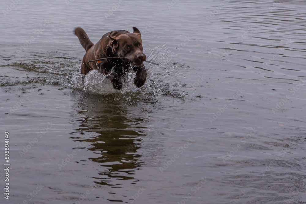 Junger brauner Labrador