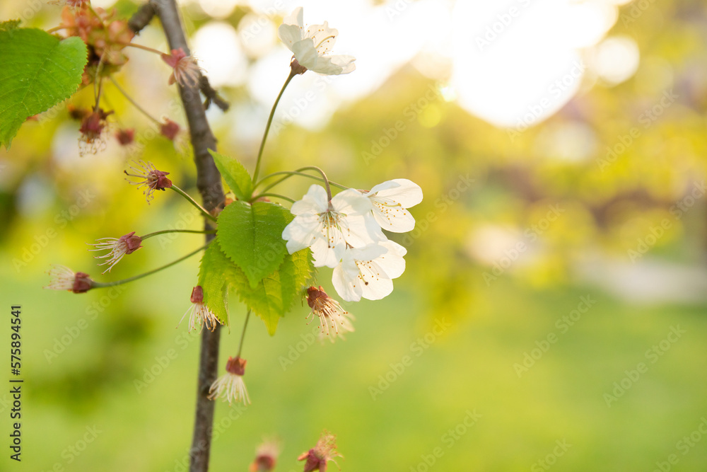 Obraz premium Branch of a blossoming tree in a spring garden with sunlights