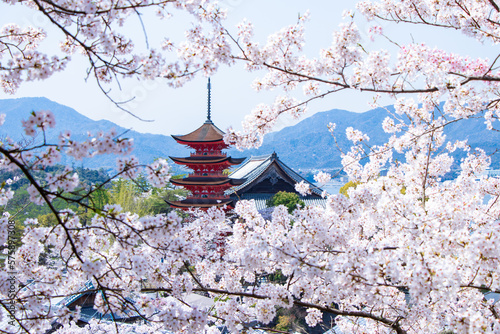 宮島春爛漫、桜と五重の塔と千畳