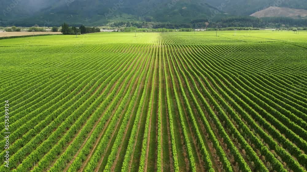 Tilt up shot over green wine fields on north of south island in New Zealand on a cloudy day. Tilt up shot over green wine fields on north of south island in New Zealand on a cloudy day.