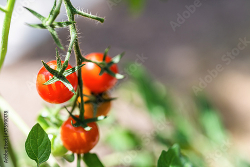 Growth ripe tomato in greenhouse