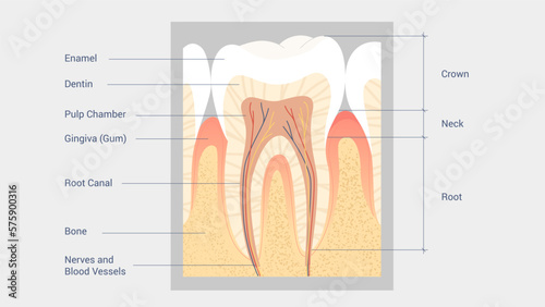 Tooth Anatomy Diagram