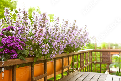  Dwarf catnip or catmint plants with pink and purple flowers growing in a window box or container on a balcony railing in summer. photo