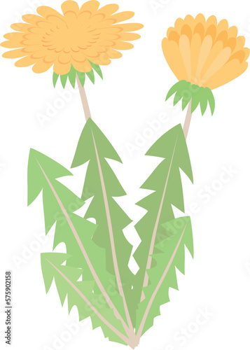 Cartoon yellow dandelion flower and leaves. Vector illustration isolated on white background. Gardening clipart. Cartoon flat style.