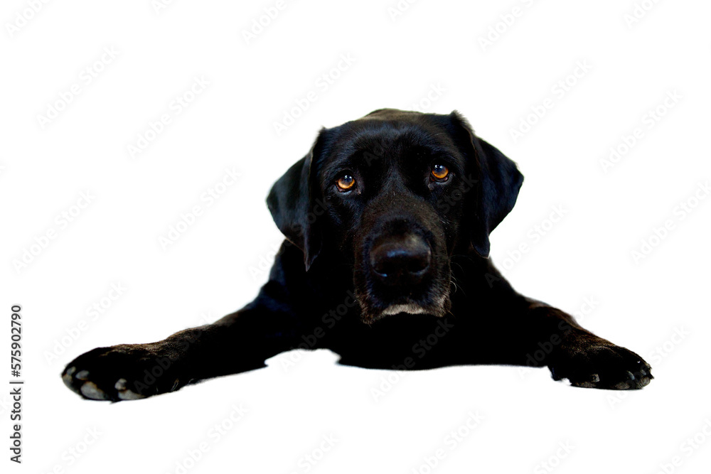 Front view of a black labrador retriever looking at the camera with beautiful brown eyes. He is lying on front and has paws spread. Front view of a black labrador retriever looking at the camera with beautiful brown eyes. He is lying on front and has paws spread.