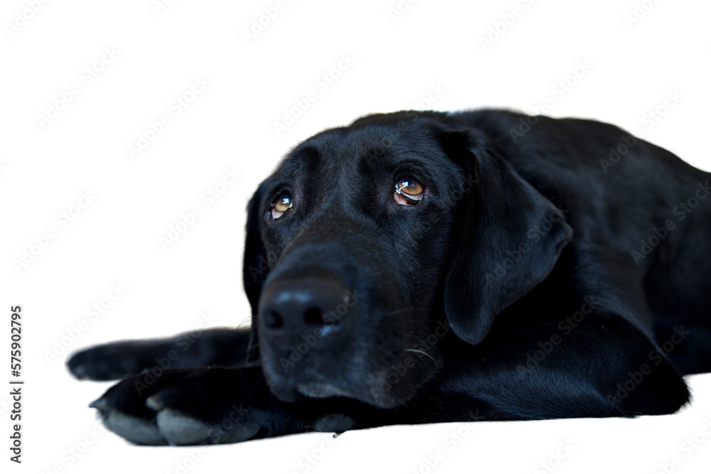 Black labrador dog that is overwhelmed by the heat. This dog is lying down and full of nostalgia and tireness in a kitchen. Concept of nostalgia and wave to the soul. the dog looks sadly upwards. Black labrador dog that is overwhelmed by the heat. This dog is lying down and full of nostalgia and tireness in a kitchen. Concept of nostalgia and wave to the soul. the dog looks sadly upwards.