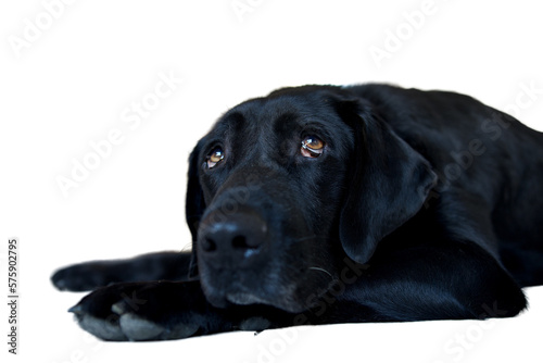Black labrador dog that is overwhelmed by the heat. This dog is lying down and full of nostalgia and tireness in a kitchen. Concept of nostalgia and wave to the soul. the dog looks sadly upwards.
