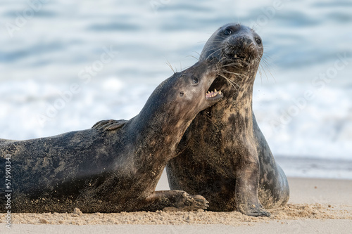 Atlantic Grey Seals courtship play fighting