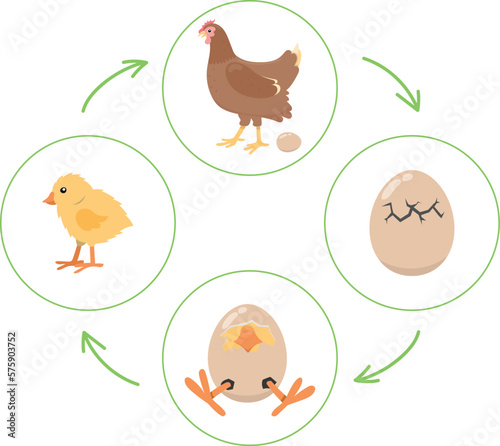 Life cycle of the chicken, 4 step sequencing cards game, cut out cards and sort them in right order, vector activity page