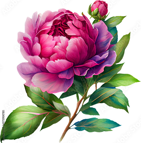 peony transparent background - Generative AI