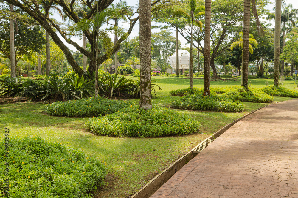 Fototapeta premium Palm collection in сity park in Kuching, Malaysia, tropical garden with large trees and lawns.