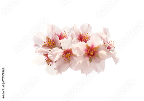 Cherry almond white pink flowers in PNG isolated on transparent background © Pavlo Vakhrushev