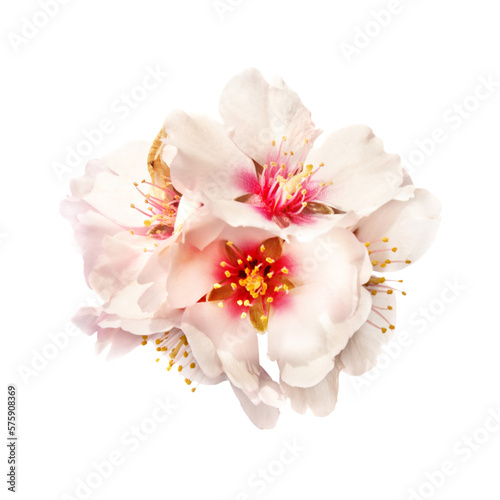 Cherry almond white pink flowers in PNG isolated on transparent background