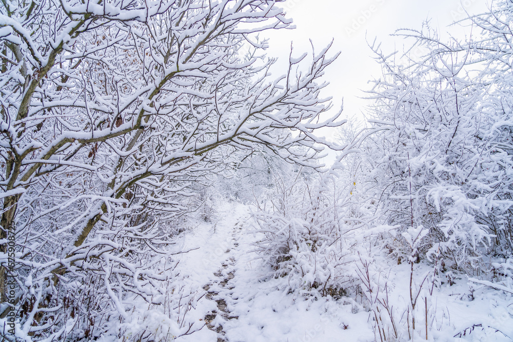 Wild forest in the snow. Winter background, selective focus