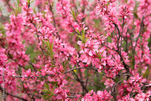 Prunus tenella or dwarf steppe blossoms almond pink flowers in spring