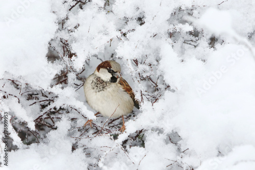 House sparrow  Passer domesticus  male in the snowy bush in winter.  