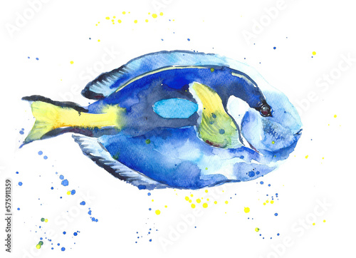 Blue and yellow tropical dori fish watercolor, isolated on white backgound with splashes.
