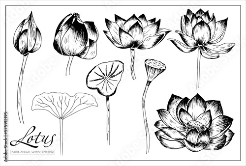 Hand-drawn lotus flowers. Vector waterlily set for decoration and illustration.