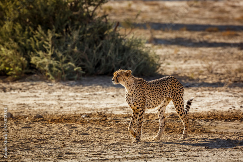 Cheetah walking in dry land in Kgalagadi transfrontier park, South Africa ; Specie Acinonyx jubatus family of Felidae