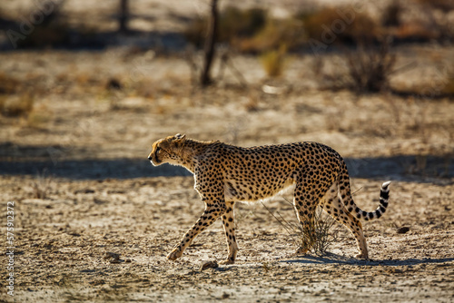 Cheetah walking in dry land in Kgalagadi transfrontier park, South Africa ; Specie Acinonyx jubatus family of Felidae