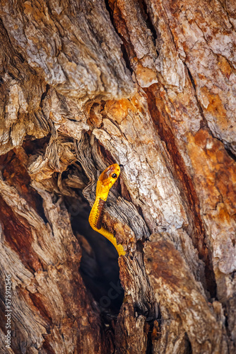 Cape cobra hiding in tree trunk hole with nice bark in Kgalagadi transfrontier park, South Africa; specie Naja nivea family of Elapidae
