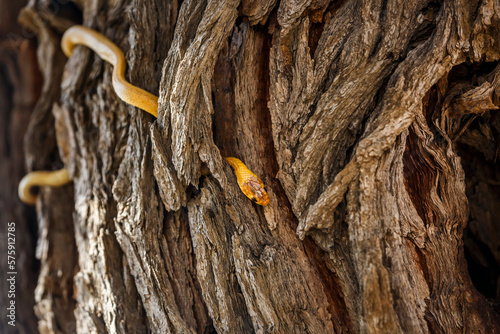 Cape cobra in tree trunk with nice bark in Kgalagadi transfrontier park, South Africa; specie Naja nivea family of Elapidae photo