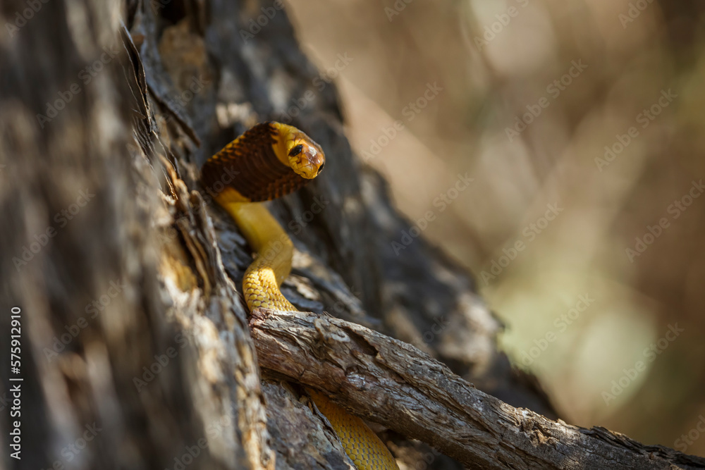 Cape cobra in tree trunk with nice bark in Kgalagadi transfrontier park, South Africa; specie Naja nivea family of Elapidae Cape cobra in tree trunk with nice bark in Kgalagadi transfrontier park, South Africa; specie Naja nivea family of Elapidae