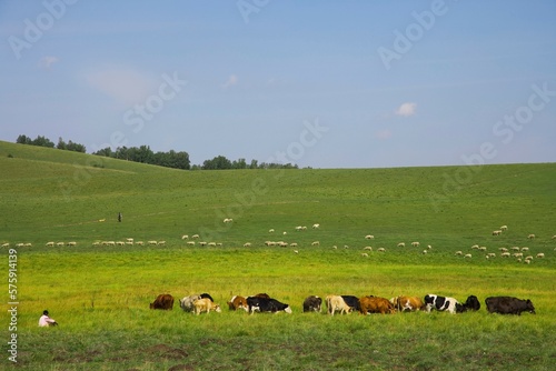 Bashang grassland in Inner Mongolia photo