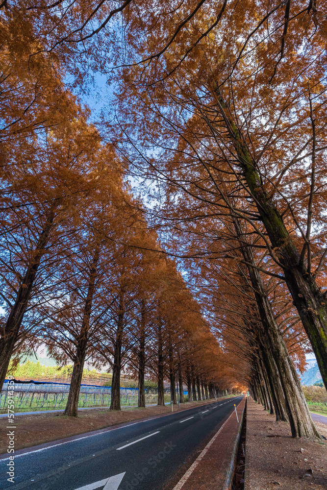 Fototapeta premium 日本 滋賀県高島市マキノ町の秋になって紅葉したメタセコイア並木