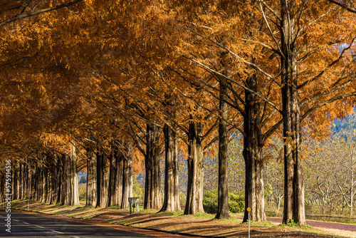日本 滋賀県高島市マキノ町の秋になって紅葉したメタセコイア並木