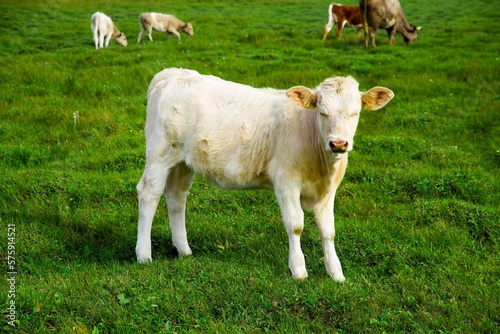 Bashang grassland in Inner Mongolia photo