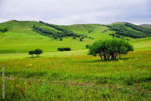 Bashang grassland in Inner Mongolia photo