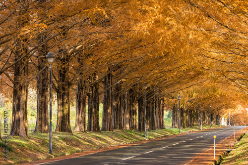 Fototapeta Naklejka Na Ścianę i Meble -  日本　滋賀県高島市マキノ町の秋になって紅葉したメタセコイア並木